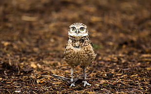 brown and white owl on brown dried leaves